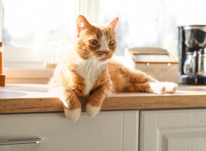 Are Motion‑Activated Deterrents Effective at Keeping Cats Off Kitchen Counters? Homeowners Share Their Experiences