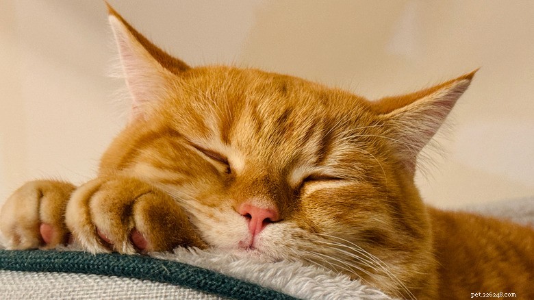 17 匹の愛らしい猫が Zzzs を捕まえる:かわいい睡眠コレクション 
