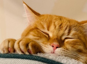 17 Adorable Cats Catching Zzzs: A Cuddly Sleep Collection