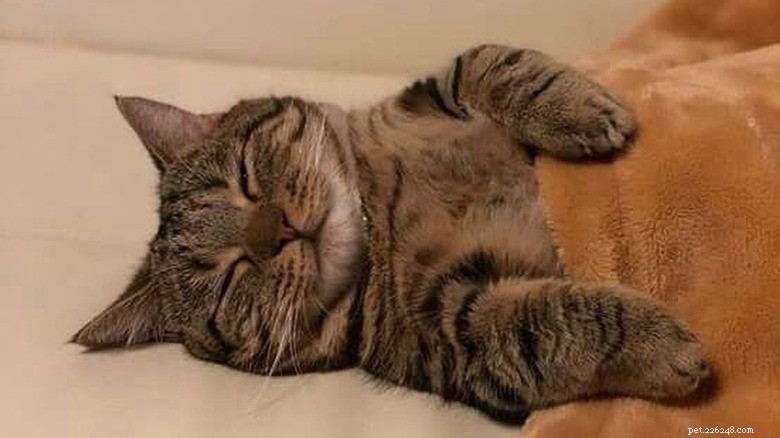 17 匹の愛らしい猫が Zzzs を捕まえる:かわいい睡眠コレクション 