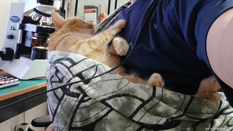 17 匹の愛らしい猫が Zzzs を捕まえる:かわいい睡眠コレクション 