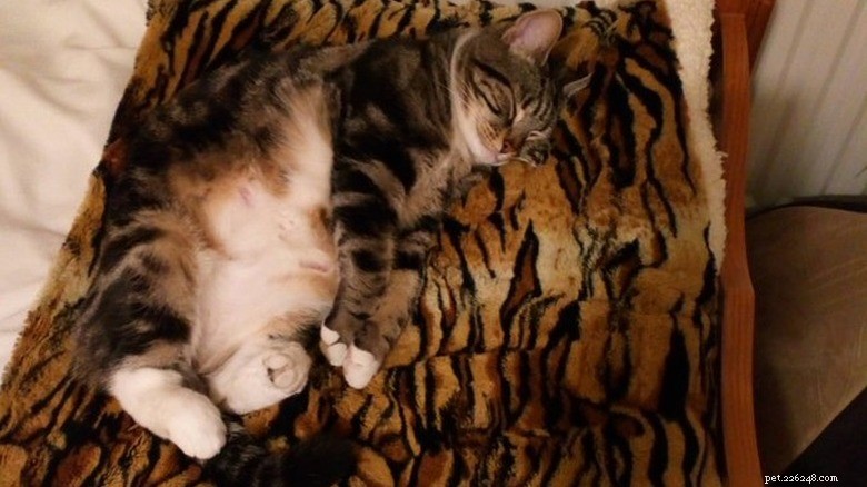 17 匹の愛らしい猫が Zzzs を捕まえる:かわいい睡眠コレクション 