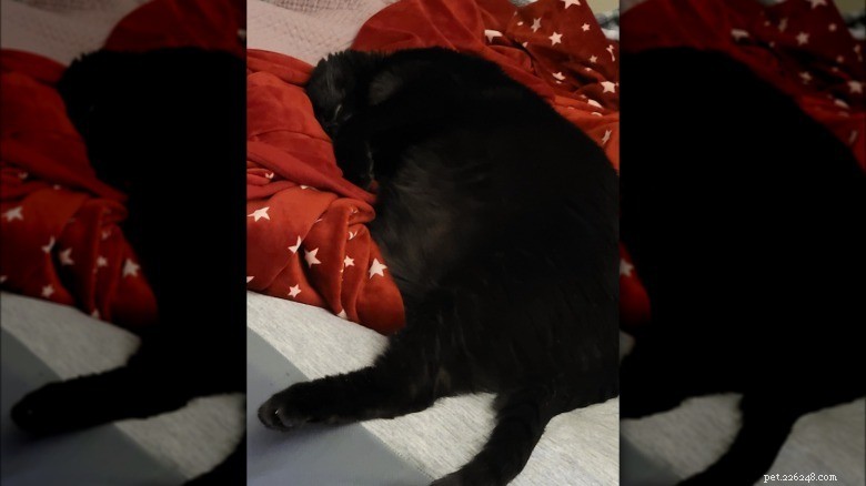 17 匹の愛らしい猫が Zzzs を捕まえる:かわいい睡眠コレクション 