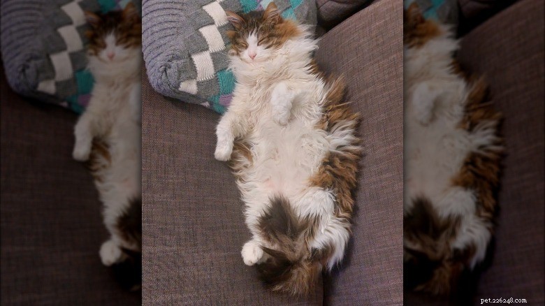 17 匹の愛らしい猫が Zzzs を捕まえる:かわいい睡眠コレクション 