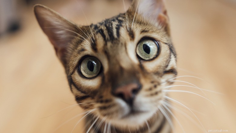 Het speelse debat van Bengaalse kat met loopwiel benadrukt herkenbare huisdierenhumor 
