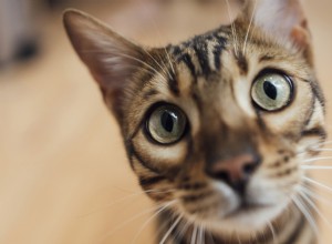 Bengal Cat’s Playful Debate with Exercise Wheel Highlights Relatable Pet Humor