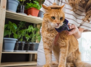 Orange Cat’s Spring Shave Turns Him Into a Playful Little Lion
