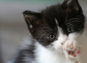 Discover Sweet Pink Cat Toe Beans: Soft, Cute, and Charming