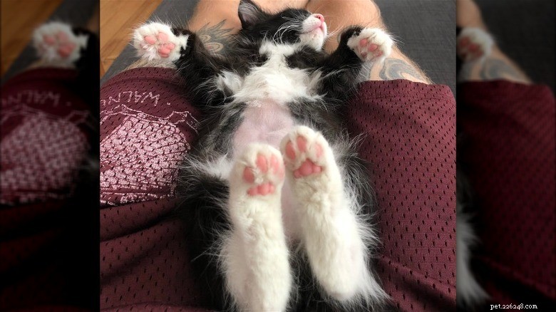 Ontdek Sweet Pink Cat Toe Beans:zacht, schattig en charmant 