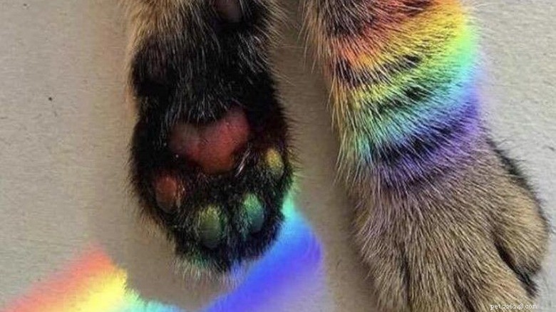 Ontdek Sweet Pink Cat Toe Beans:zacht, schattig en charmant 