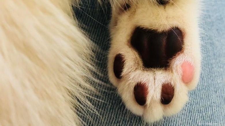 Ontdek Sweet Pink Cat Toe Beans:zacht, schattig en charmant 