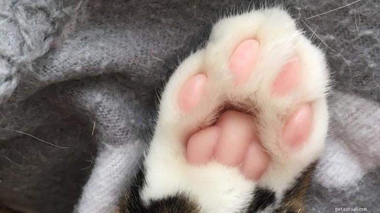 Ontdek Sweet Pink Cat Toe Beans:zacht, schattig en charmant 