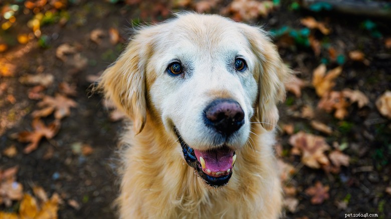 Hoe een senior golden retriever en kat onbreekbare vrienden werden 