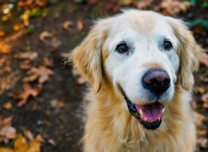 How a Senior Golden Retriever and Cat Became Unbreakable Friends