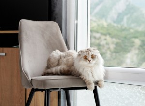 Elegant Maine Coon-Scottish Fold Kitten Stuns in Viral TikTok Video