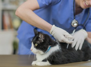 What to Watch for After Your Cat’s Vaccination: Signs of a Bad Reaction