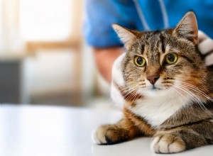 15 Zoonotic Diseases Your Cat Can Transmit to Humans