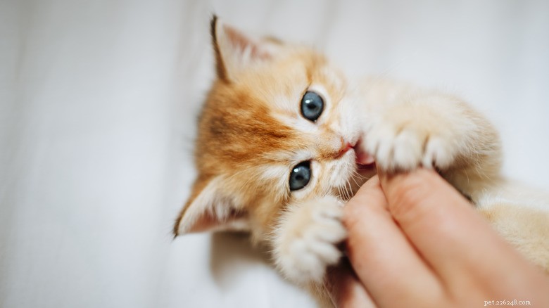 15 зоонозных заболеваний, которые ваша кошка может передать человеку 