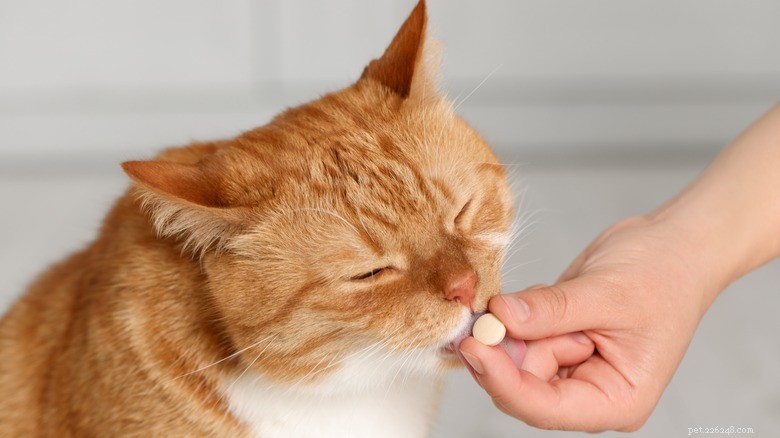15 зоонозных заболеваний, которые ваша кошка может передать человеку 