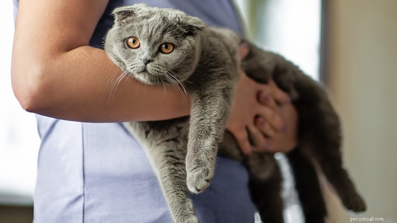 15 зоонозных заболеваний, которые ваша кошка может передать человеку 