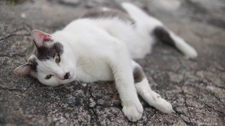 15 зоонозных заболеваний, которые ваша кошка может передать человеку 