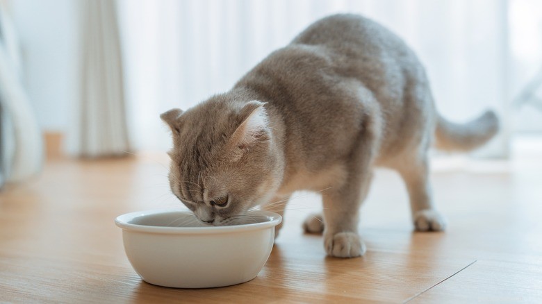 Repas pour chats faits maison :recettes maison sûres utilisant des produits de base courants dans la cuisine 