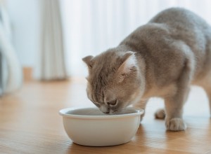 DIY Cat Meals: Safe Homemade Recipes Using Common Kitchen Staples