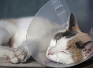 Beyond the Cone: Innovative Pet Health Devices for Comfort & Care