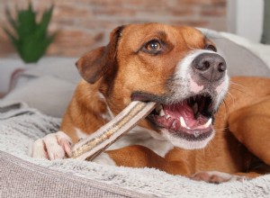 Protect Your Pet’s Smile: Avoid These Treats That Harm Teeth