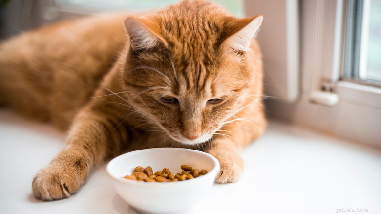 Veel voorkomende gezondheidsproblemen bij nieuw geadopteerde katten in een asiel:waar u op moet letten 