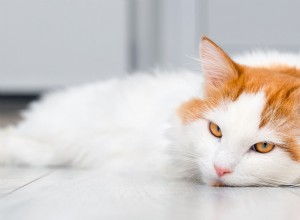 Common Health Issues in Newly Adopted Shelter Cats—What to Watch For