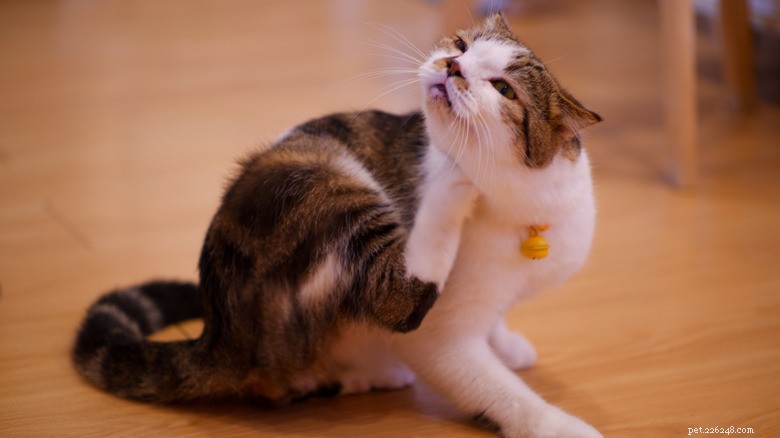 Veel voorkomende gezondheidsproblemen bij nieuw geadopteerde katten in een asiel:waar u op moet letten 
