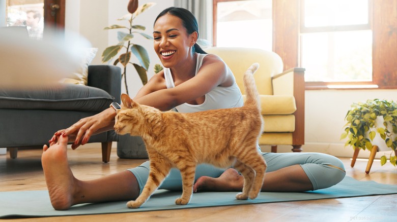 Verander uw kat in een fitnessbuddy:eenvoudige manieren om samen te trainen 