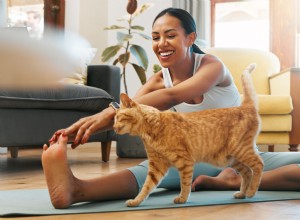 Turn Your Cat Into a Fitness Buddy: Easy Ways to Exercise Together