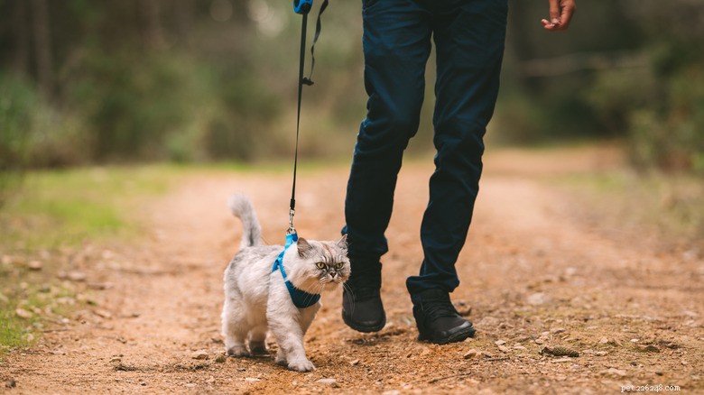 Verander uw kat in een fitnessbuddy:eenvoudige manieren om samen te trainen 