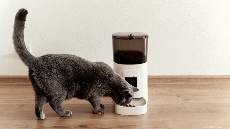 Les mangeoires automatiques pour chats en valent-elles la peine ? Avantages, inconvénients et avis d experts 