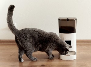 Are Automatic Cat Feeders Worth It? Pros, Cons, and Expert Insights