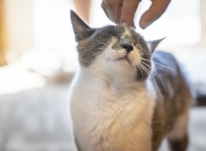 Why Your Cat Might Not Purr – 3 Common Causes & When to Seek Help