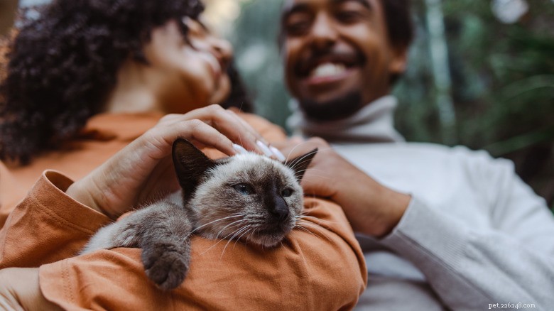 Pourquoi votre chat pourrait ne pas ronronner – 3 causes courantes et quand demander de l aide 