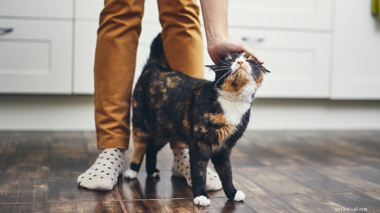 Pourquoi les chats font de l ombre à leurs propriétaires :aperçu de l attachement et des signaux d alarme 