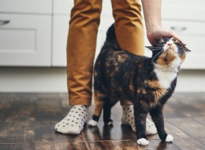Why Cats Shadow Their Owners: Insight Into Attachment and Red Flags