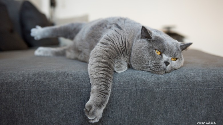 Pourquoi les chats font de l ombre à leurs propriétaires :aperçu de l attachement et des signaux d alarme 