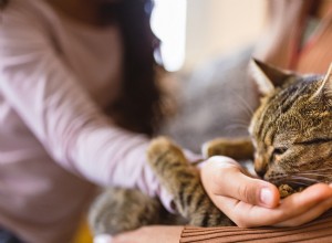 How Cat Illnesses Can Be Transmitted to Humans – Key Symptoms to Monitor