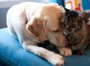 How a Common Habit Is Hurting Your Pets—What You Need to Know