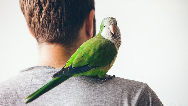 Hoe een gewone gewoonte uw huisdieren schaadt:wat u moet weten 