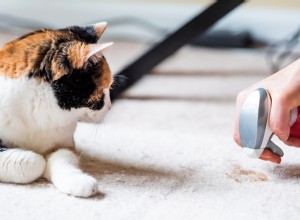 Ammonia in Cleaning Products: Hidden Risks to Your Pets and How to Protect Them