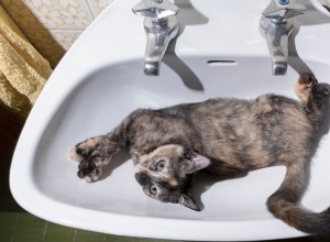 Why Cats Are Attracted to Bleach: The Science Behind Their Curiosity