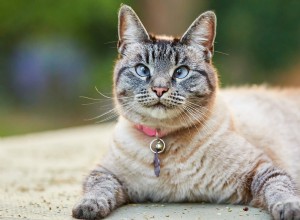 Understanding Strabismus in Cats: Causes, Symptoms, and Care