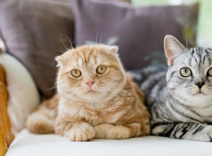 Scottish Fold Cats: Beauty Meets Genetic Health Risks