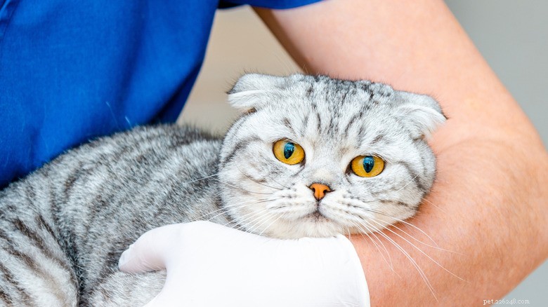 Scottish Fold Cats:Skönhet möter genetiska hälsorisker 